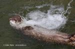 Otter (Lutra lutra)