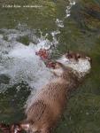 Otter (Lutra lutra)