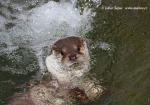 Otter (Lutra lutra)