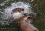 Otter (Lutra lutra)