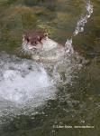Otter (Lutra lutra)