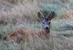Roe Deer (Capreolus capreolus)