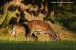Fallow deer (Dama dama)