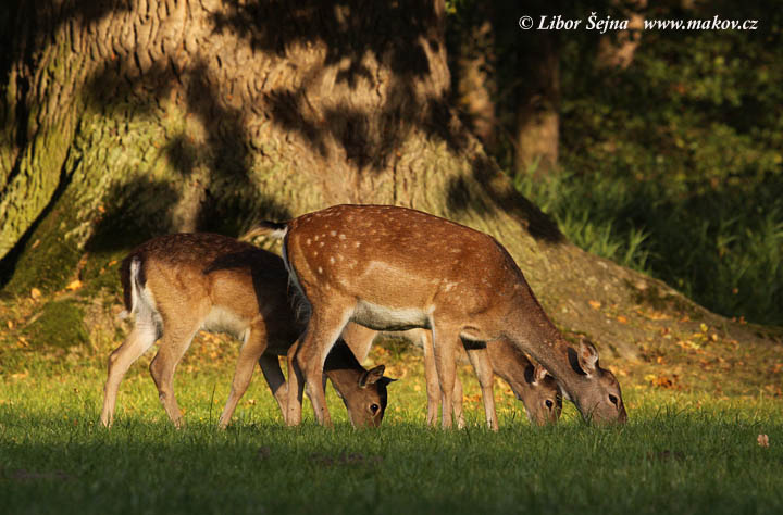 Fallow deer (Dama dama)