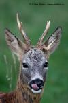 Roe Deer (Capreolus capreolus)
