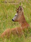 Roe Deer (Capreolus capreolus)