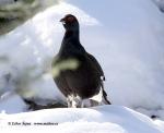 Black Grouse (Lyrurus tetrix)