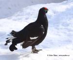 Black Grouse (Lyrurus tetrix)