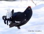 Black Grouse (Lyrurus tetrix)