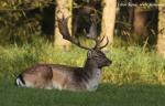 Fallow deer (Dama dama)