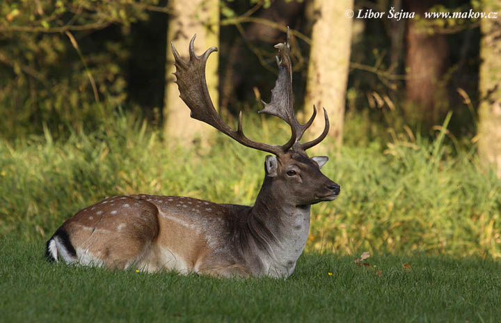 Fallow deer (Dama dama)