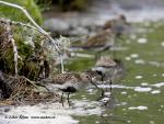 Dunlin (Calidris alpina)