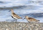 Dunlin (Calidris alpina)