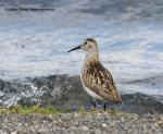 Dunlin (Calidris alpina)