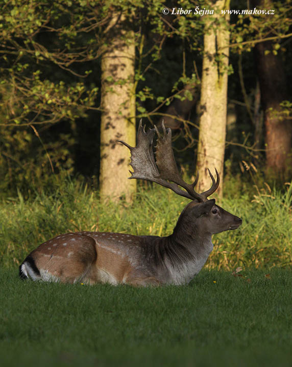Fallow deer (Dama dama)