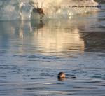 Harbor Seal (Phoca vitulina)