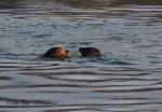 Harbor Seal (Phoca vitulina)