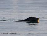 Harbor Seal (Phoca vitulina)