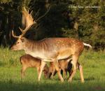 Fallow deer (Dama dama)
