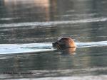 Harbor Seal (Phoca vitulina)