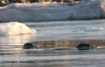 Harbor Seal (Phoca vitulina)