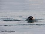 Harbor Seal (Phoca vitulina)
