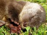 Otter (Lutra lutra)