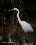 Great White Egret (Ardea alba)