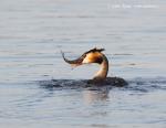 Great Crested Grebe (Podiceps cristatus)
