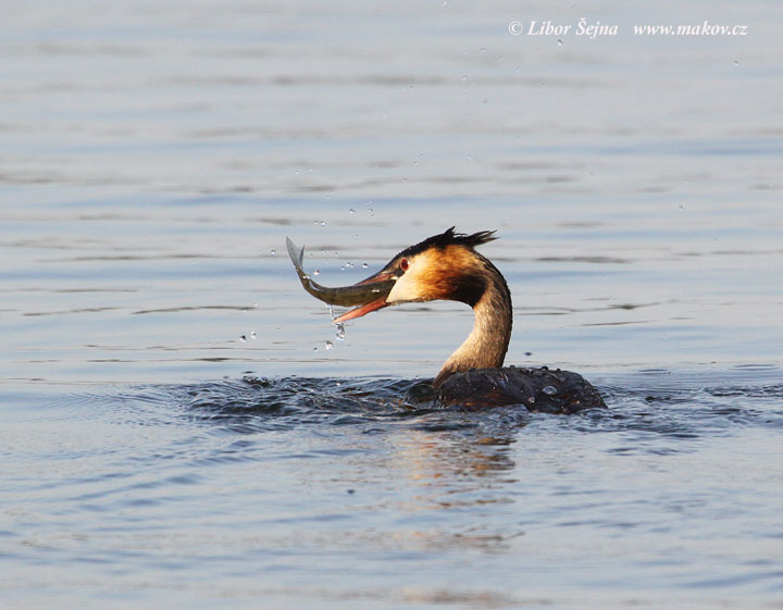 Great Crested Grebe (Podiceps cristatus)