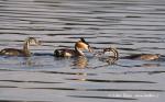 Great Crested Grebe (Podiceps cristatus)