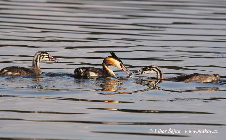 Great Crested Grebe (Podiceps cristatus)