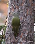Grey-headed Woodpecker (Picus canus)