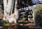 Lynx (Lynx lynx)