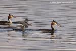 Great Crested Grebe (Podiceps cristatus)