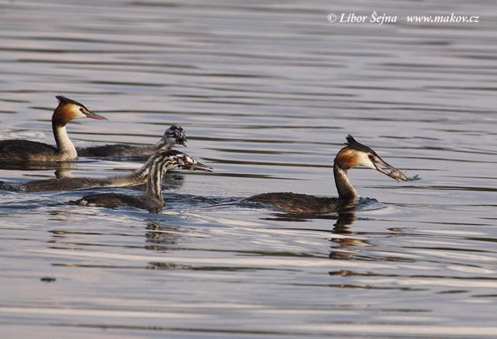 Great Crested Grebe (Podiceps cristatus)