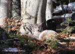 Lynx (Lynx lynx)
