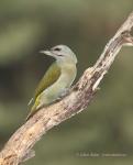 Grey-headed Woodpecker (Picus canus)