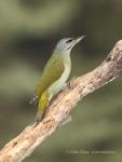 Grey-headed Woodpecker (Picus canus)