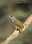 Grey-headed Woodpecker (Picus canus)