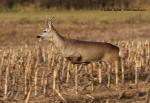 Roe Deer (Capreolus capreolus)