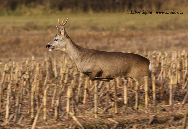 Roe Deer (Capreolus capreolus)