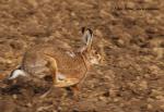 Brown Hare (Lepus europaeus)
