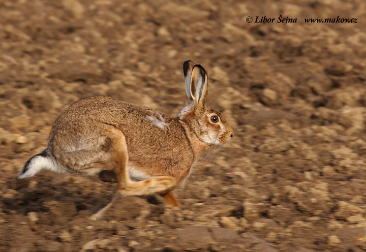 Brown Hare (Lepus europaeus)