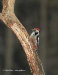 Middle Spotted Woodpecker (Dendrocopos medius)