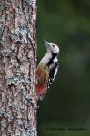 Middle Spotted Woodpecker (Dendrocopos medius)