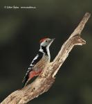 Middle Spotted Woodpecker (Dendrocopos medius)
