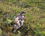 Ptarmigan (Lagopus mutus)