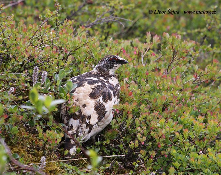 Ptarmigan (Lagopus mutus)
