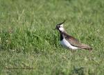 Lapwing (Vanellus vanellus)